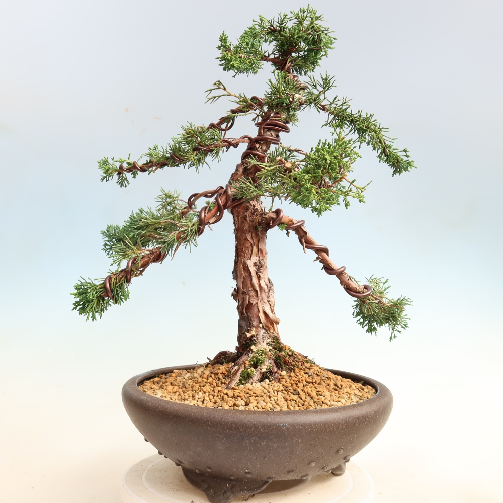 Bonsai voor buiten - Juniperus chinensis Kishu