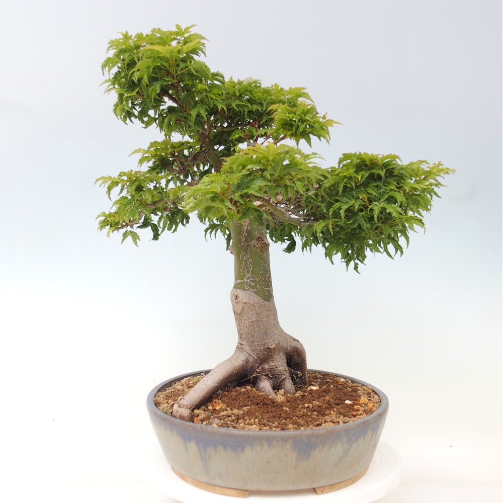 Bonsai voor buiten -Javor palm Acer palmatum Shishigashira