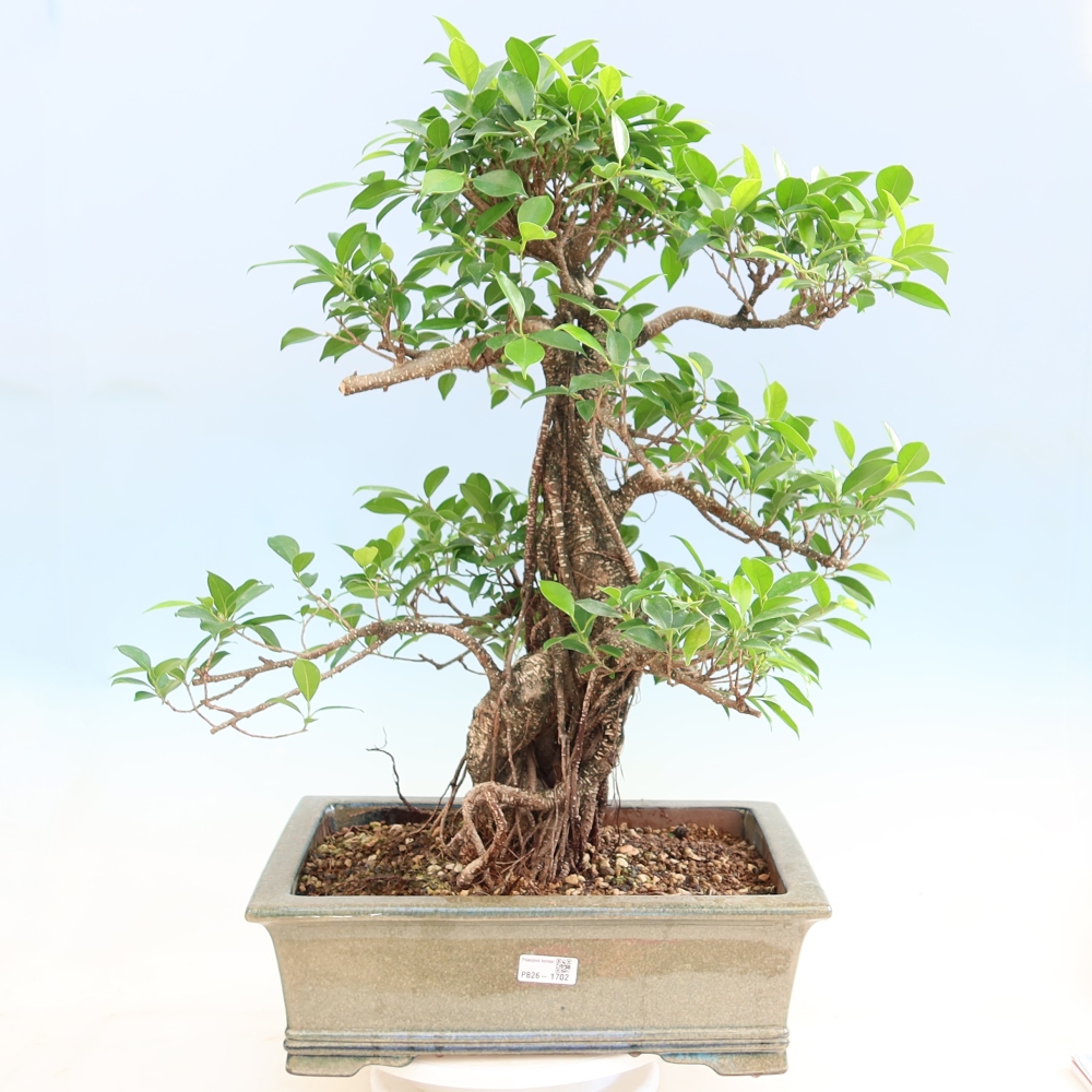 Kamerbonsai - Ficus kimmen - kleinbladige ficus