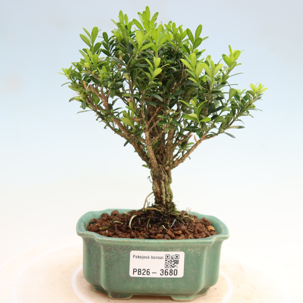 Kamerbonsai - Buxus harlandii - kurk buxus