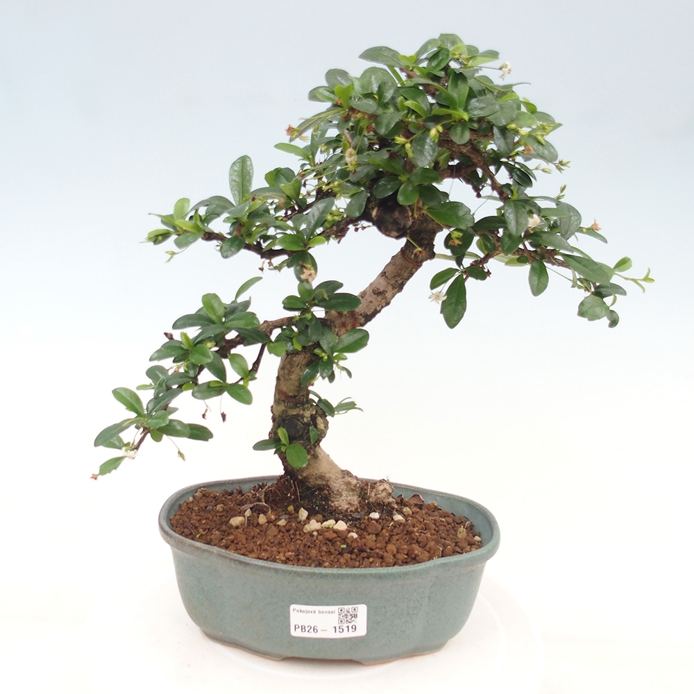 Kamerbonsai - Carmona macrophylla - Thee fuki