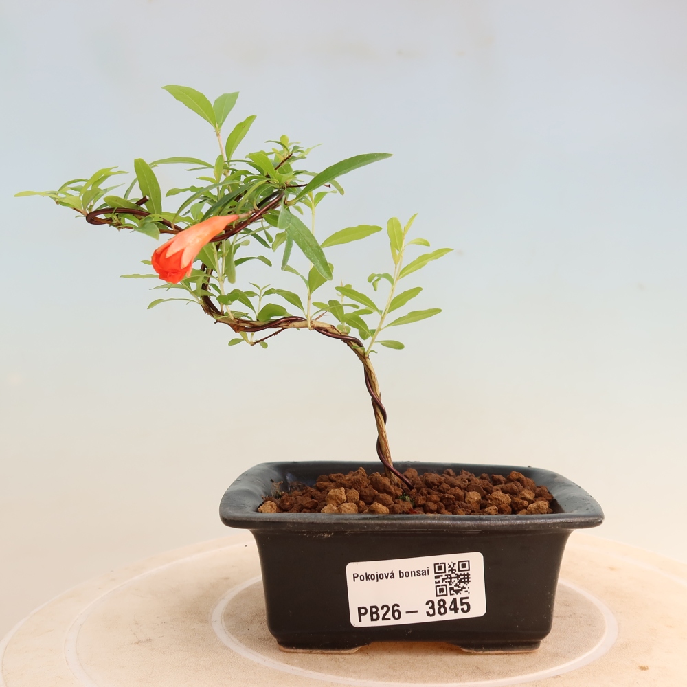 Kamerbonsai-PUNICA granatum nana-Granaatappel