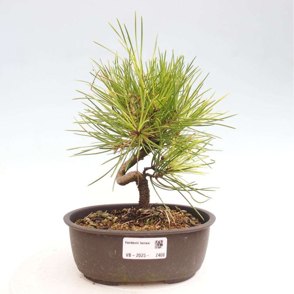 Bonsai voor buiten - Pinus thunbergii - Thunberg den
