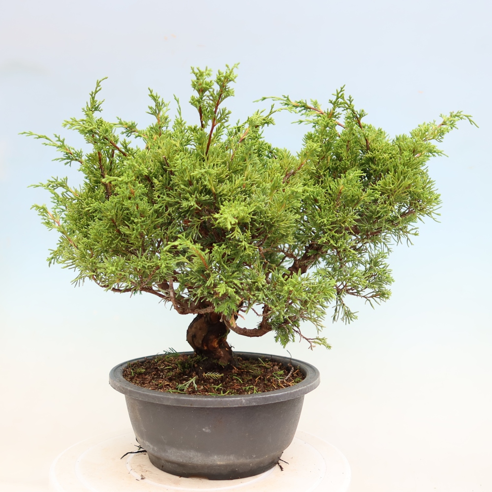 Bonsai voor buiten - Juniperus chinensis Itoigawa-Juniperus chinensis