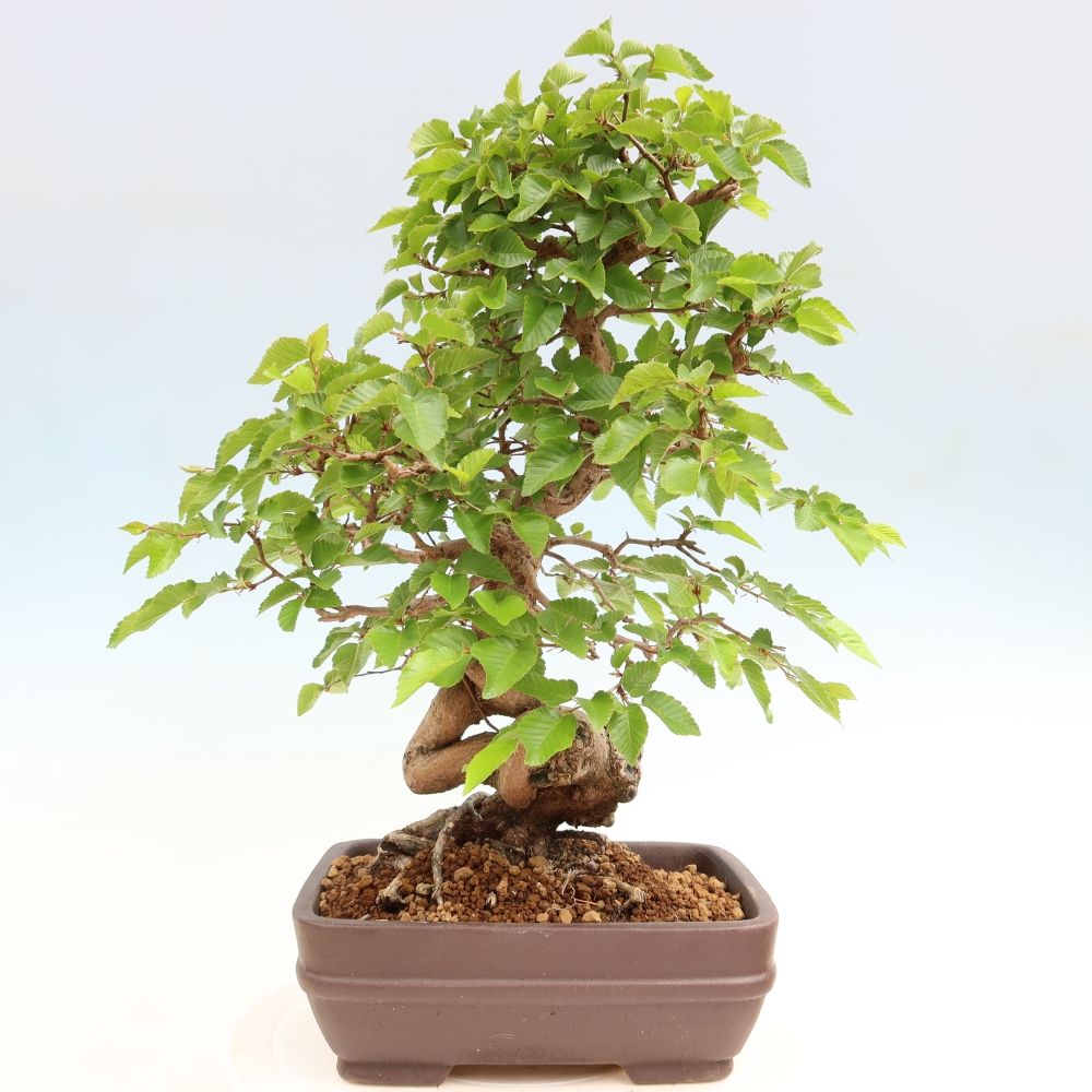 Bonsai voor buiten -Carpinus Coreana - Koreaanse haagbeuk