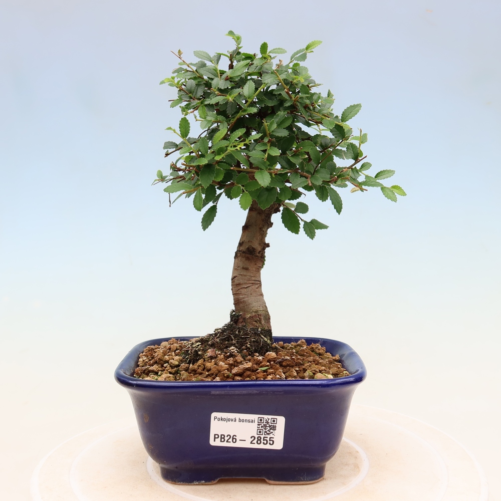 Kamerbonsai - Ulmus parvifolia - Winteriep