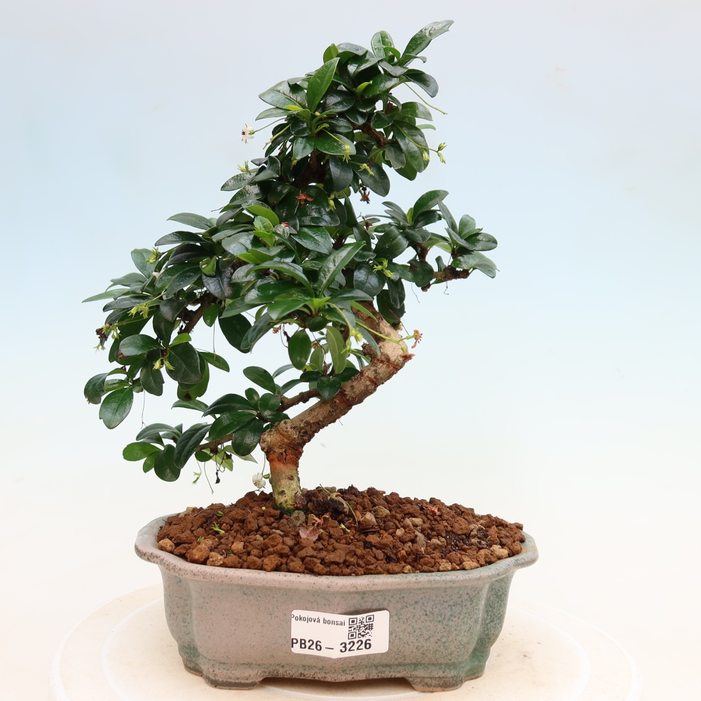 Kamerbonsai - Carmona macrophylla - Thee fuki