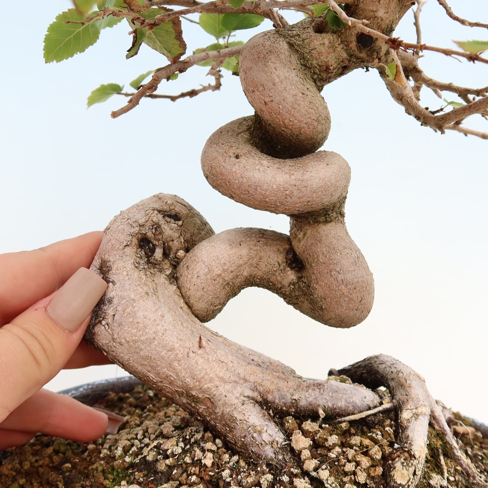 Bonsai voor buiten -Carpinus CARPINOIDES - Koreaanse haagbeuk