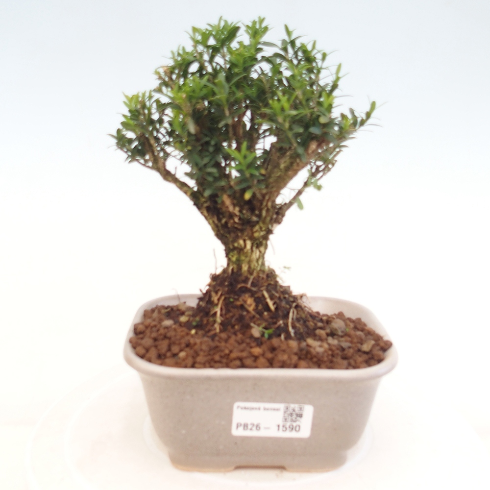 Kamerbonsai - Buxus harlandii - kurk buxus