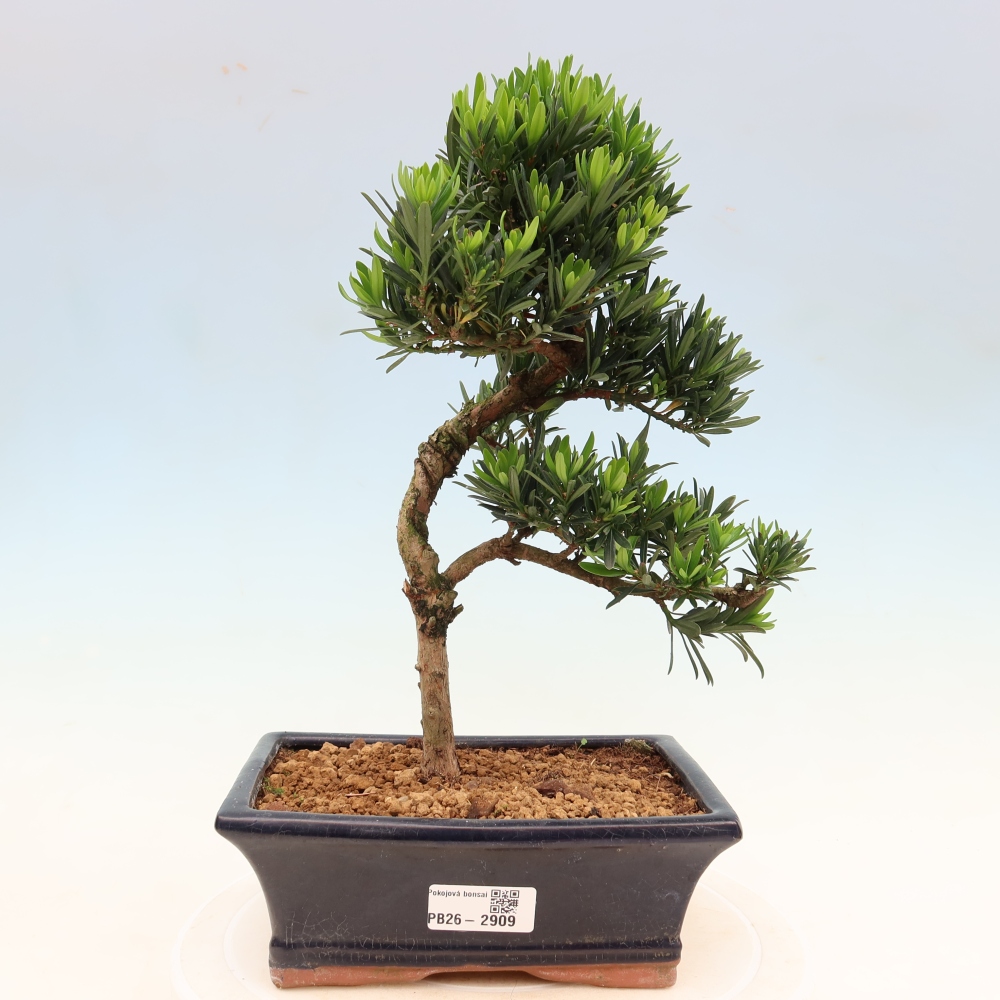Kamerbonsai - Podocarpus - Taxus