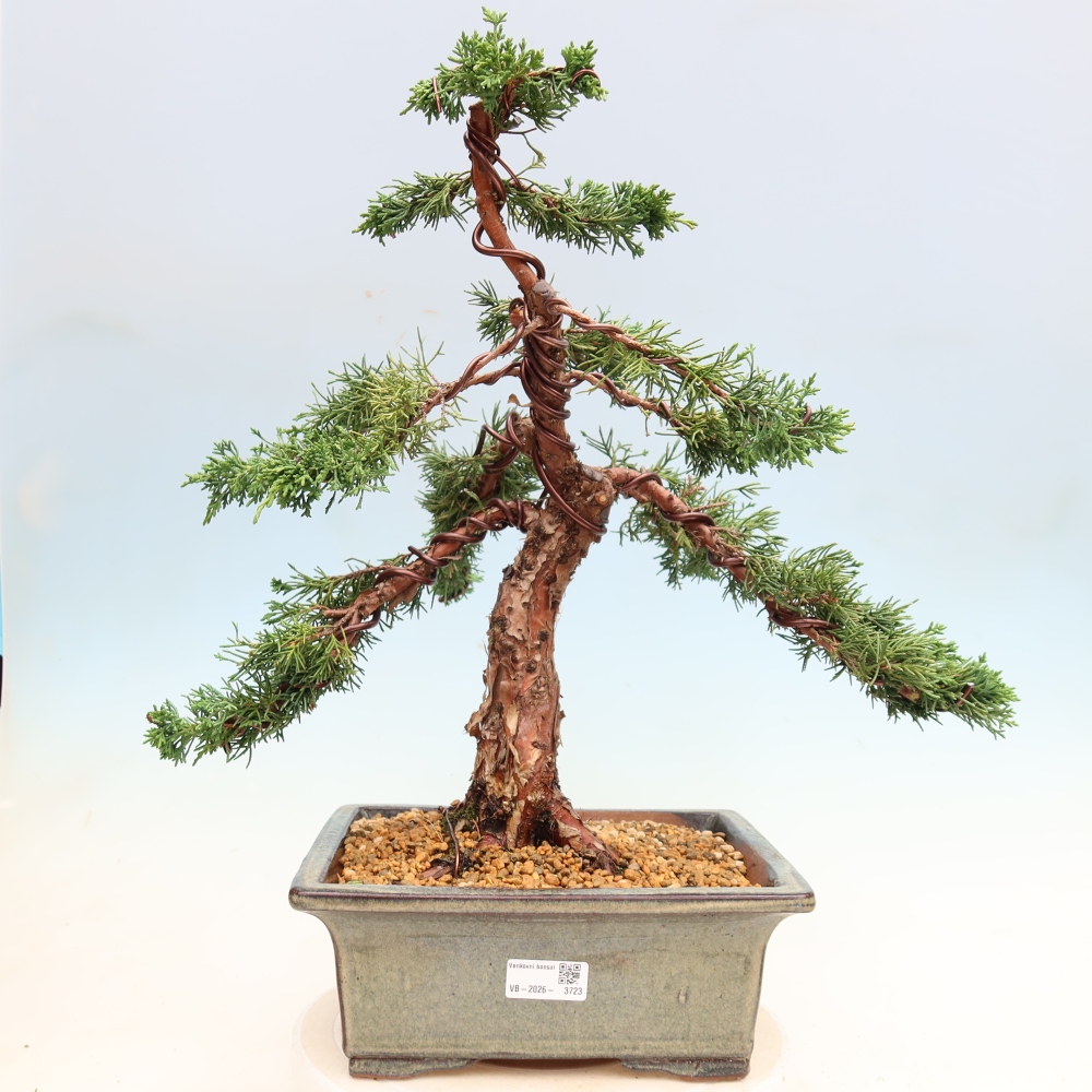 Bonsai voor buiten - Juniperus chinensis Kishu