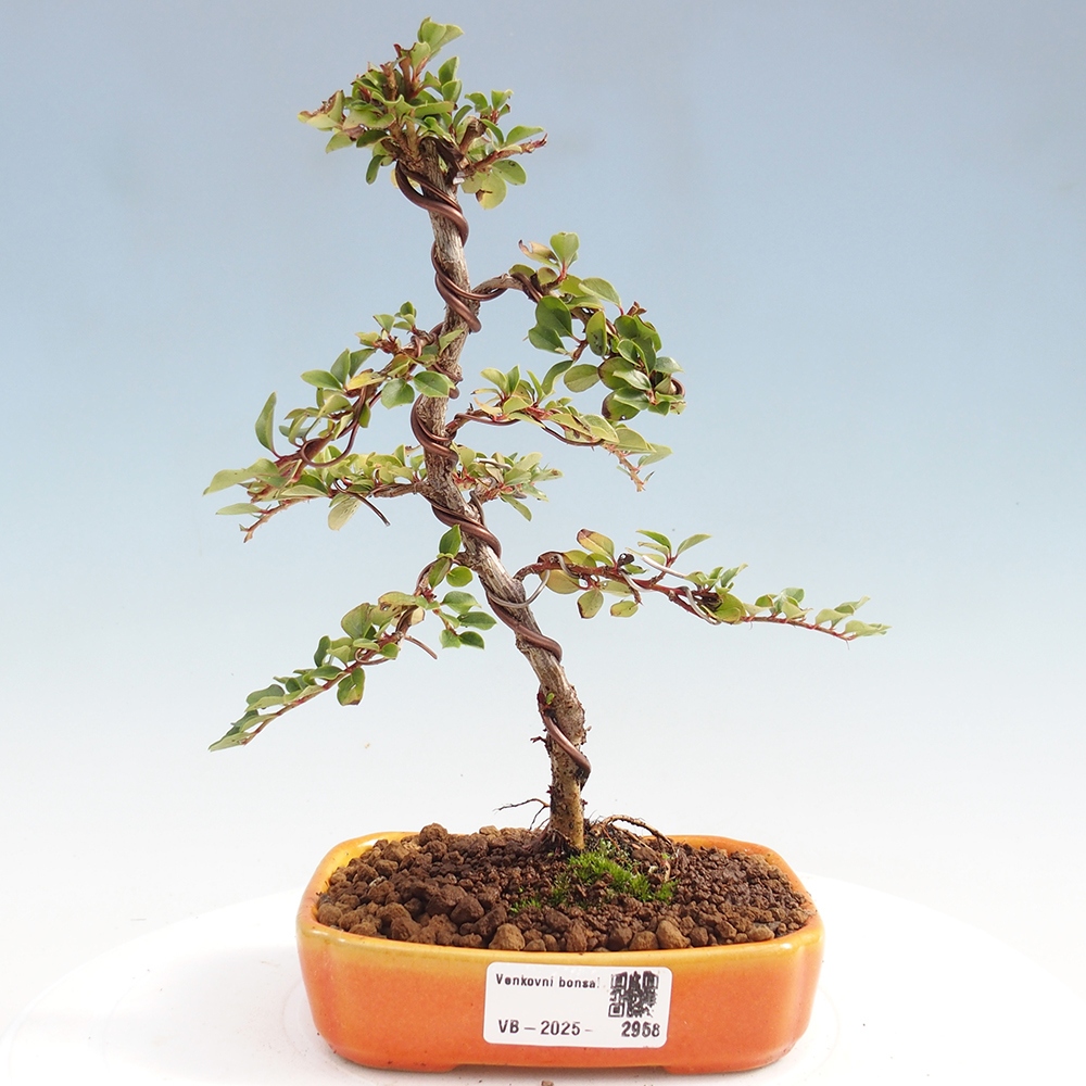 Bonsai voor buiten - Cotoneaster horizontalis - Rocky Mountain