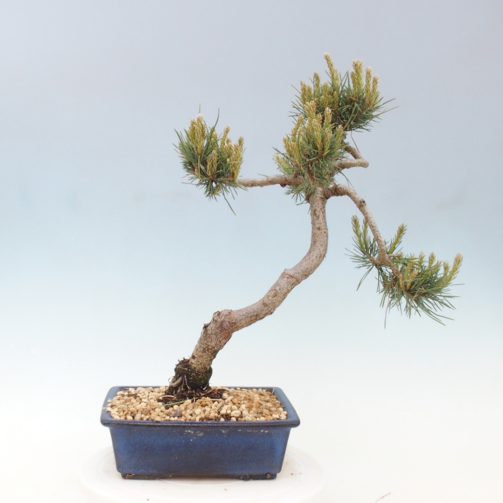 Bonsai voor buiten - Pinus Sylvestris Watererri - grove den