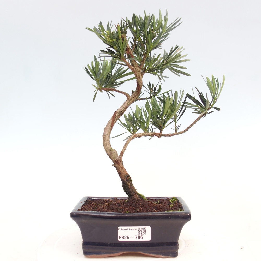 Kamerbonsai - Podocarpus - Taxus