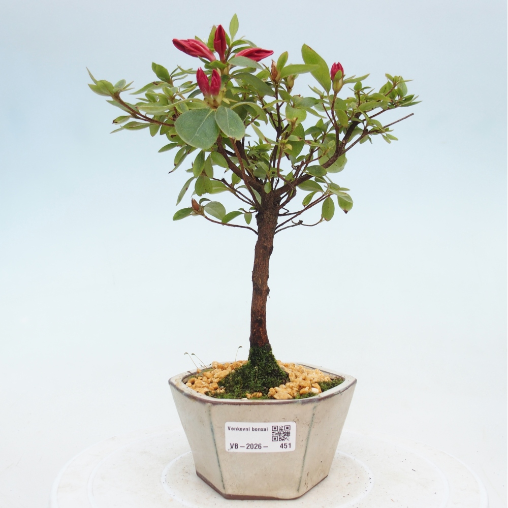 Bonsai voor buiten - Japanse azalea - Azalea sp.