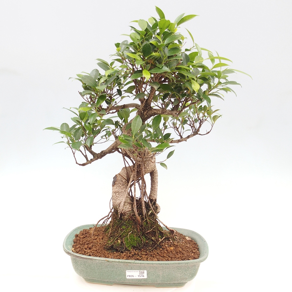 Kamerbonsai - Ficus kimmen - kleinbladige ficus