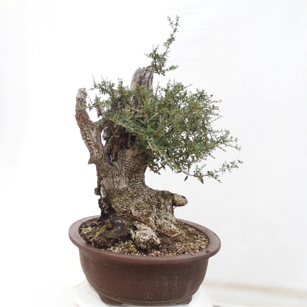 Bonsai voor binnen - Olea europaea sylvestris