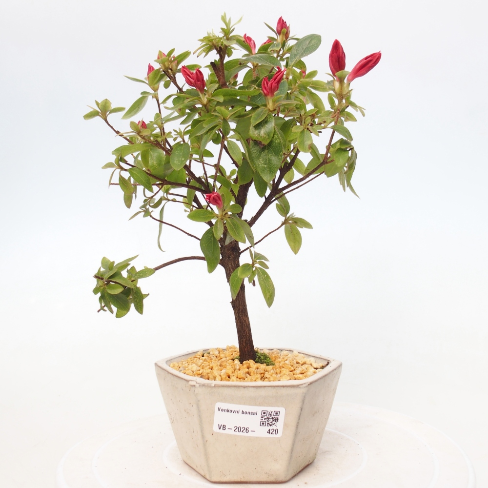 Bonsai voor buiten - Japanse azalea - Azalea sp.