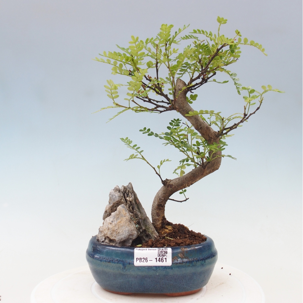 Kamerbonsai - Zantoxylum piperitum - peperboom