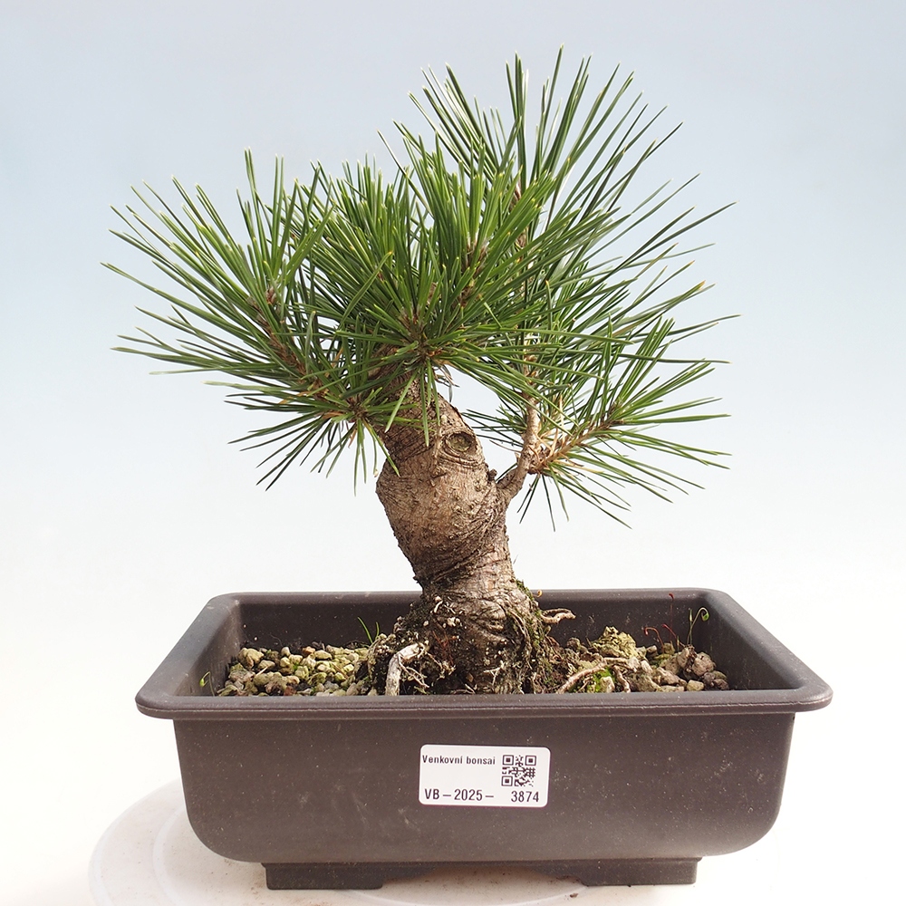 Bonsai voor buiten - Pinus thunbergii - Thunberg den