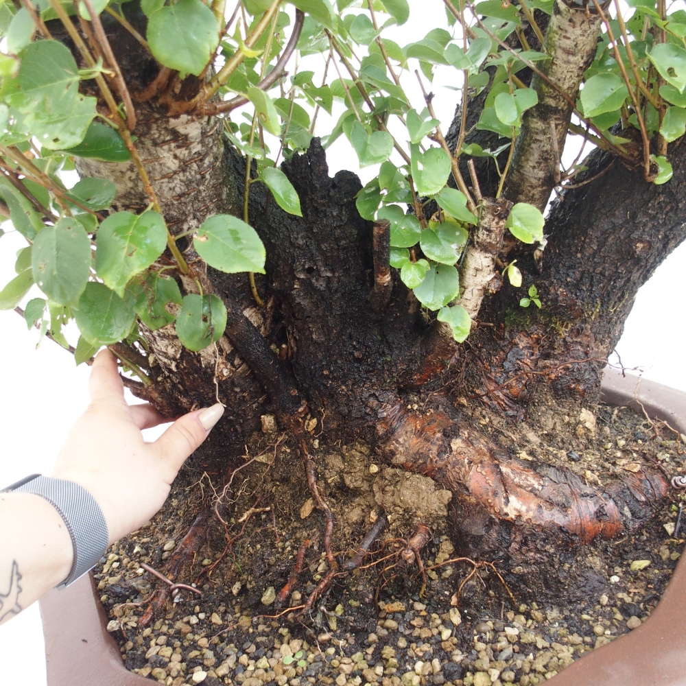 Bonsai voor buiten - Mahalebka - Prunus mahaleb