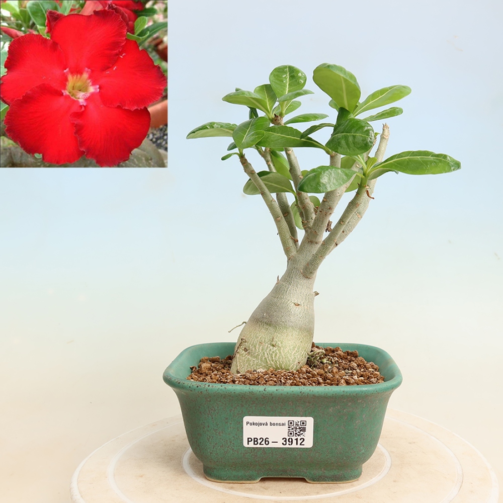 Kamerbonsai - Adenium obesum Red Star - Woestijnroos