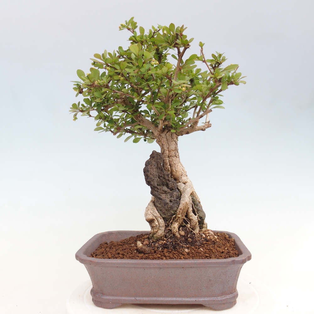 Bonsai voor buiten - Berberis coreana