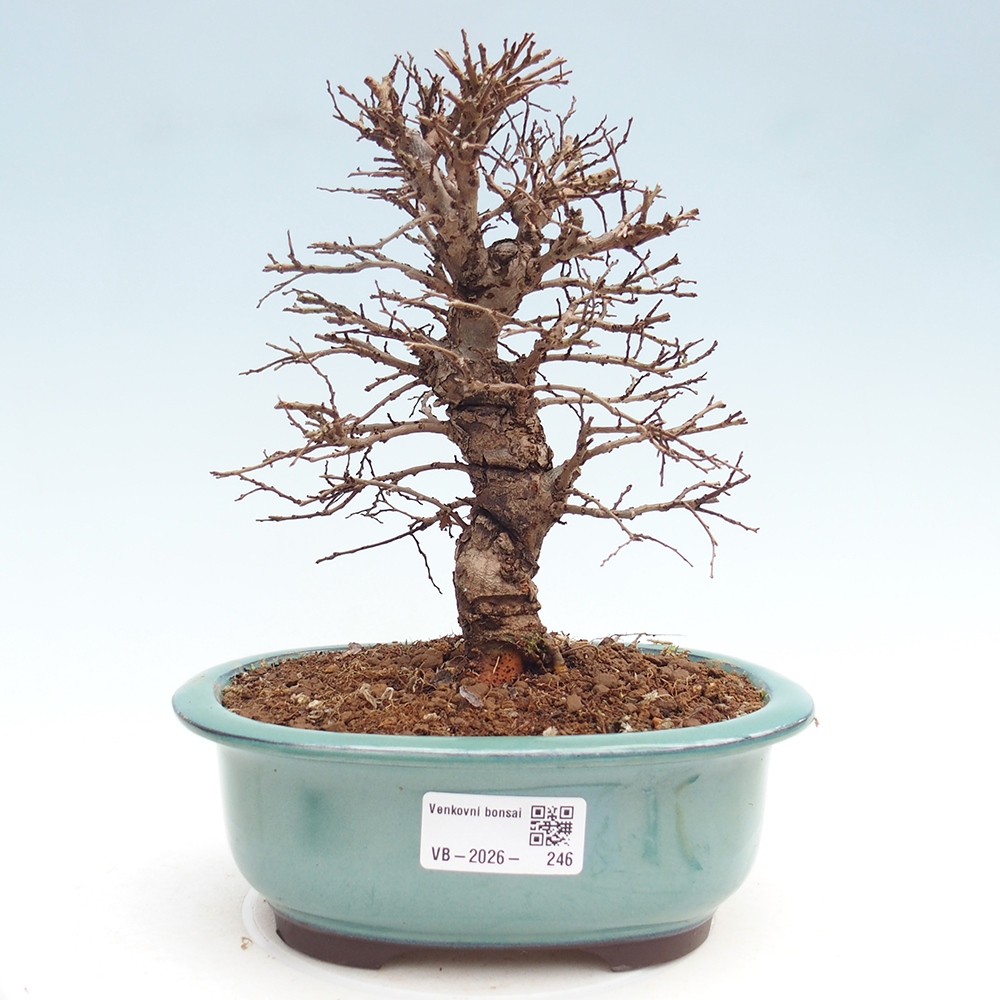 Bonsai voor buiten - Zelkova - Zelkova NIRE