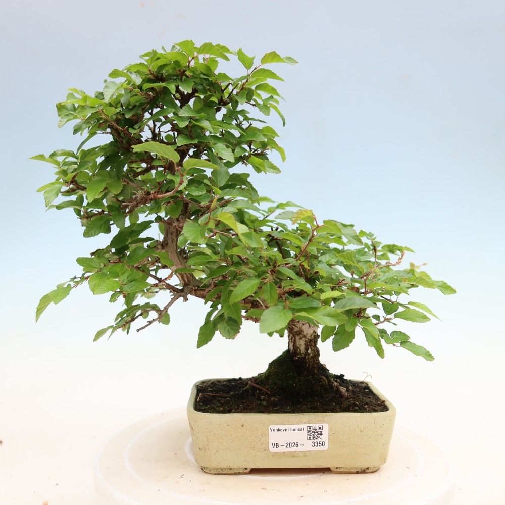 Bonsai voor buiten -Carpinus Coreana - Koreaanse haagbeuk