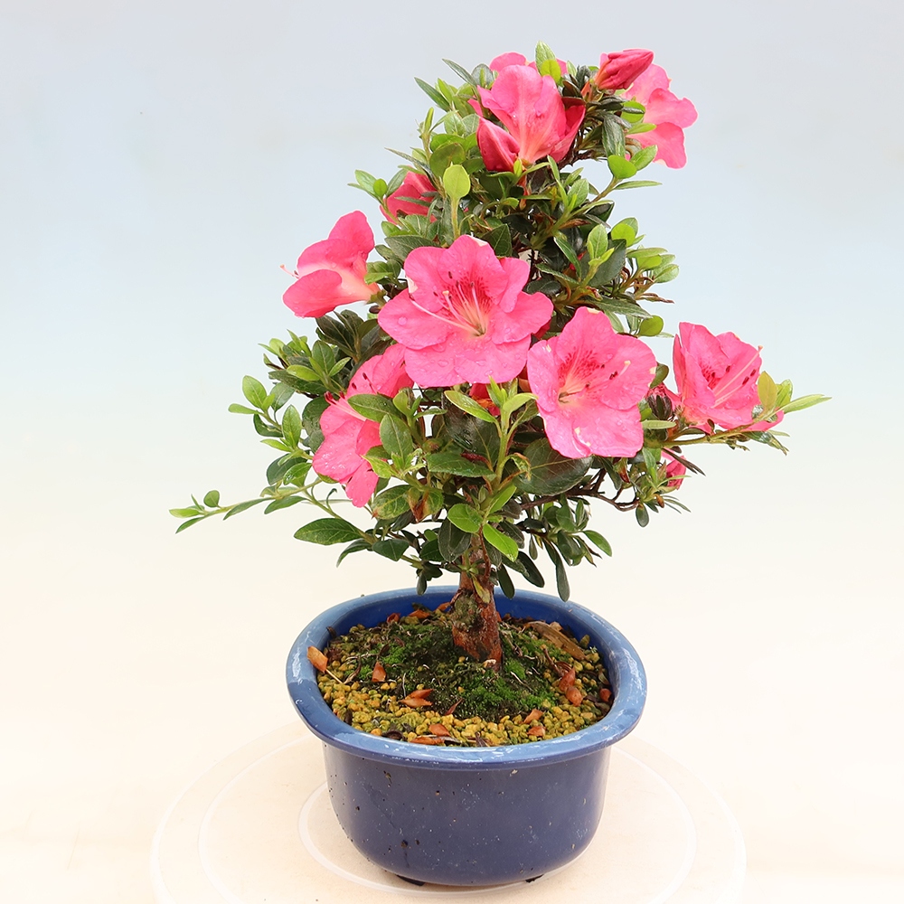 Bonsai voor buiten - Japanse Azalea - Azalea Kobai
