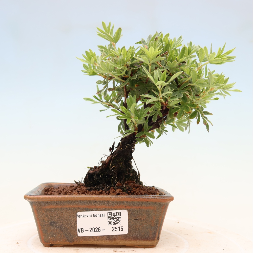 Bonsai voor buiten - Potentila fruticosa
