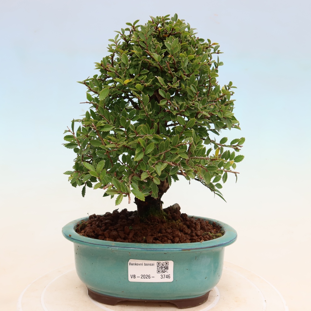 Bonsai voor buiten - Zelkova - Zelkova NIRE