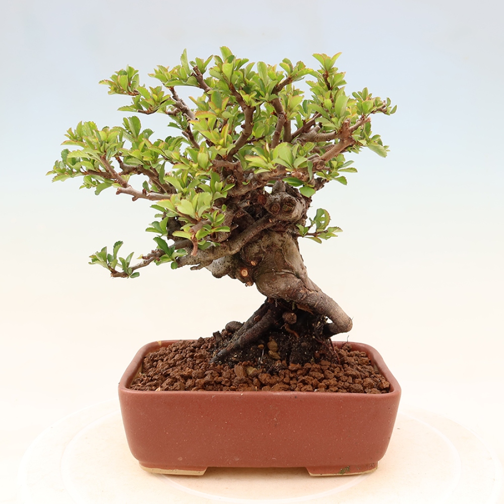 Bonsai voor buiten - Chaneomeles speciosa Chojubai