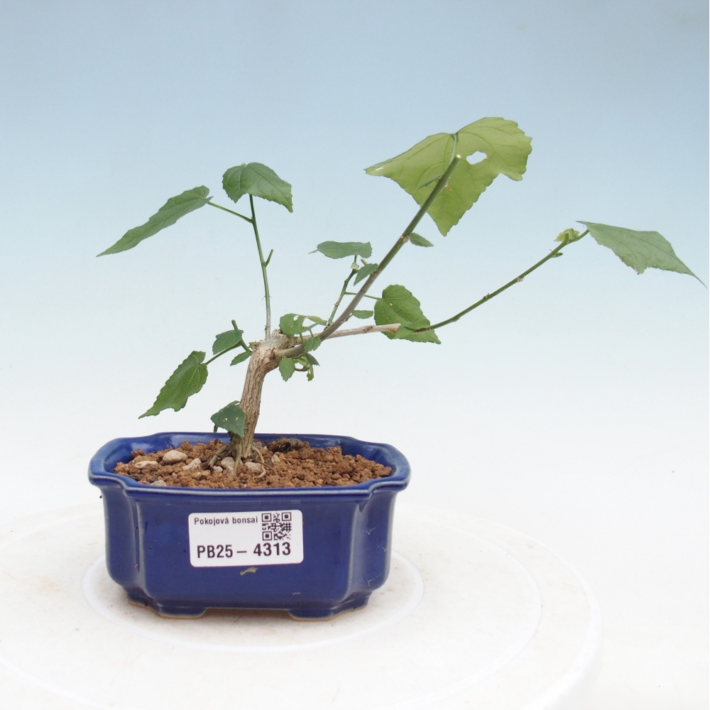 Bonsai voor binnen - Malvaviscus arboreus