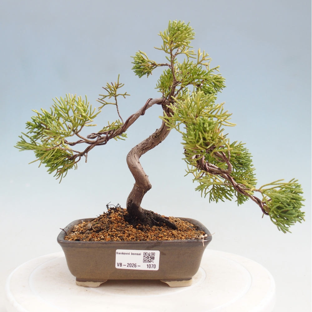 Bonsai voor buiten - Juniperus chinensis Kishu