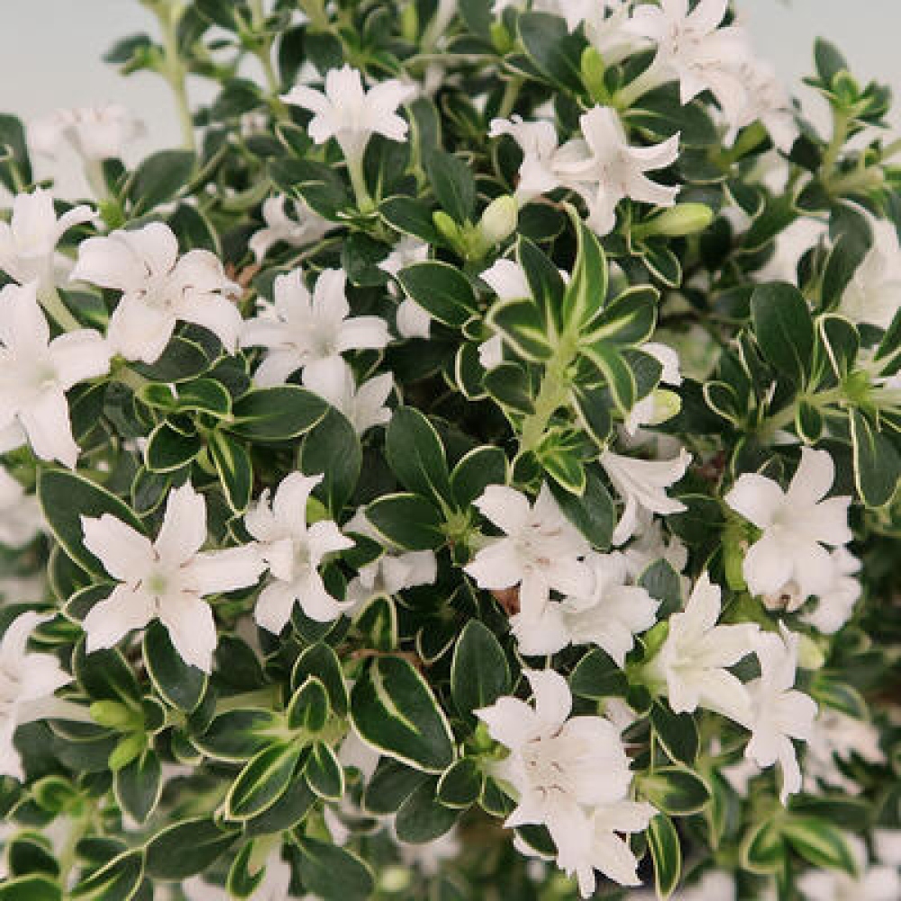 Kamerbonsai - Serissa foetida Variegata - Boom van duizend sterren