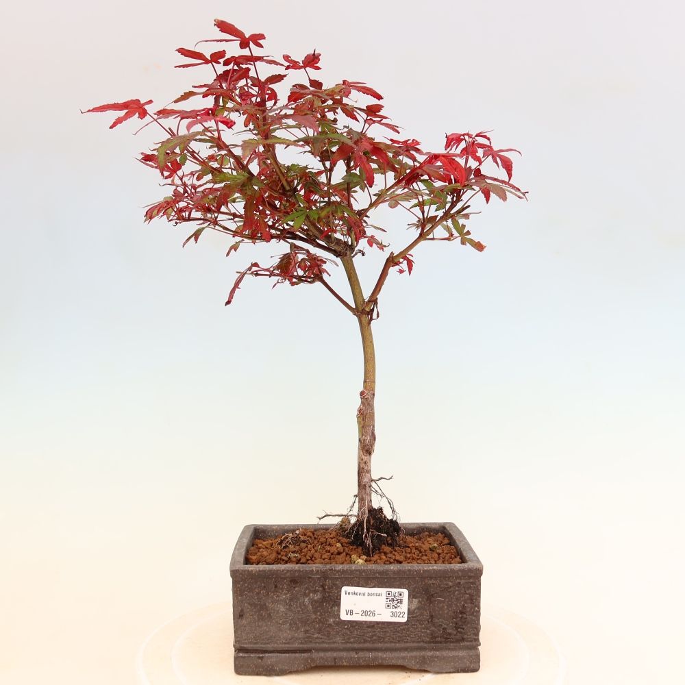 Buitenbonsai - Palmbladige esdoorn  - Acer palmatum Berry Broom 