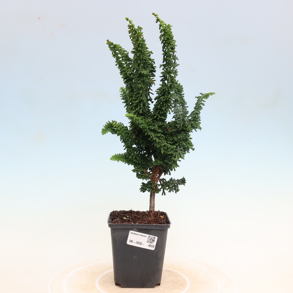 Bonsai voor buiten - Cham. obtusa SEKKA HINOKI - Cipres
