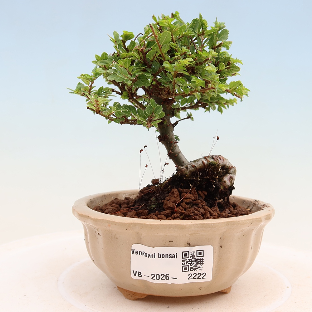 Bonsai voor buiten - Ulmus parvifolia Sagei - Kleinbladige iep