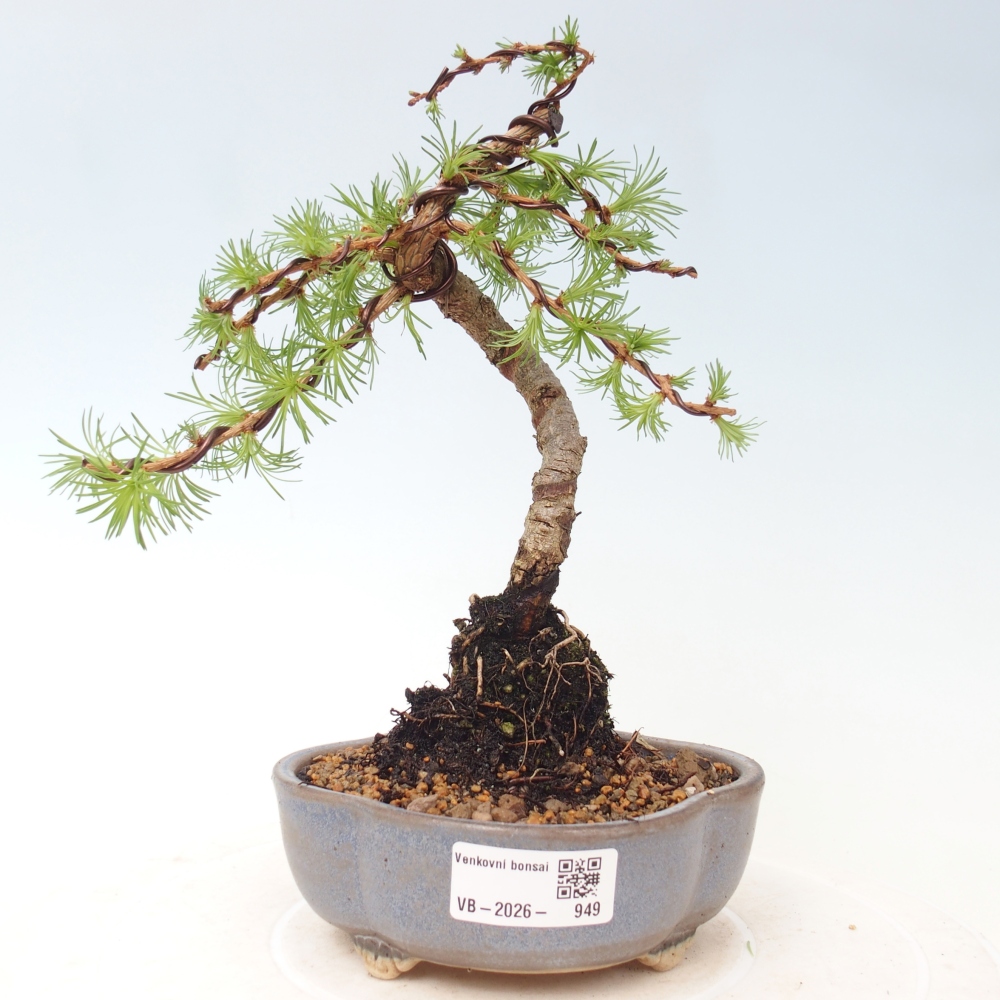 Bonsai voor buiten - Larix Kaempferi - Japanse lariks