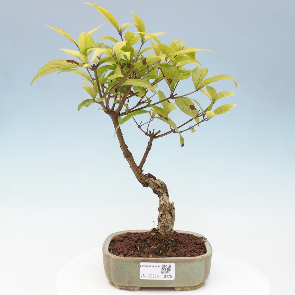 Bonsai voor buiten - Callicarpa japonica