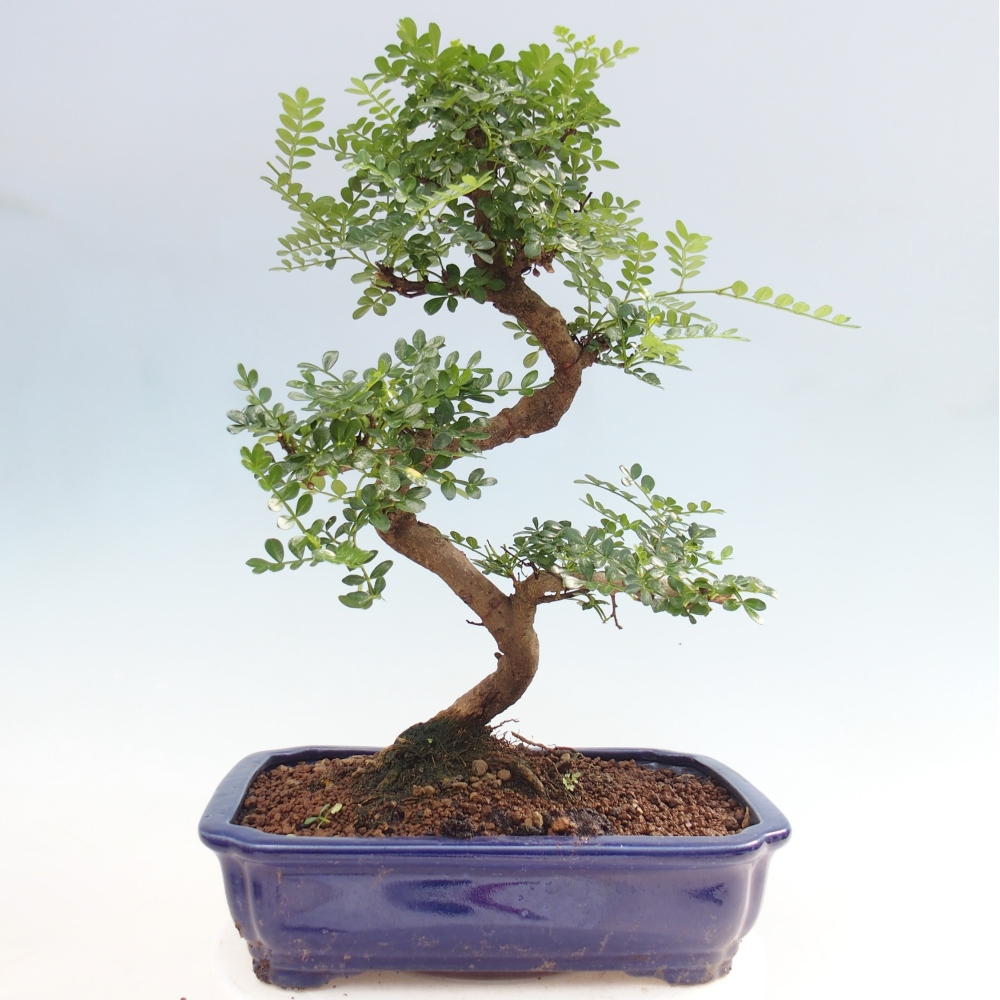 Kamerbonsai - Zantoxylum piperitum - peperboom