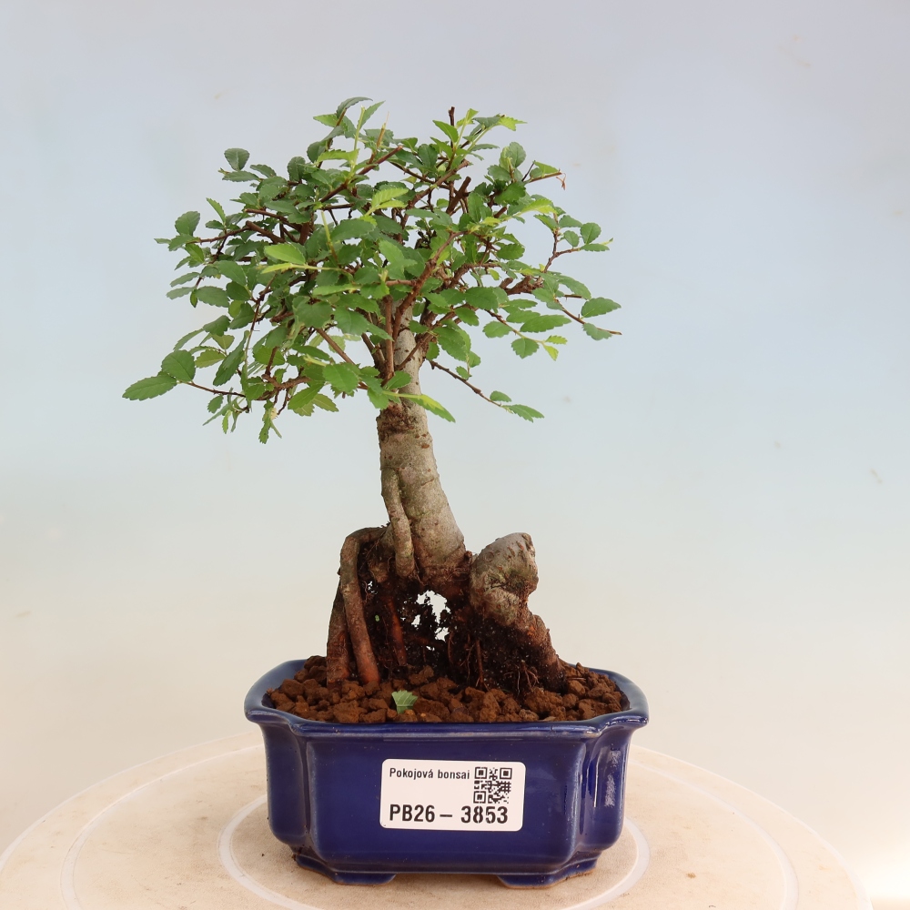 Kamerbonsai - Ulmus parvifolia - Winteriep