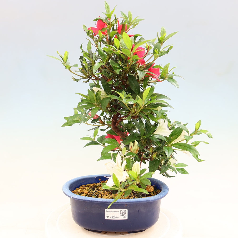 Bonsai voor buiten - Japanse azalea - Azalea CHIHIRO