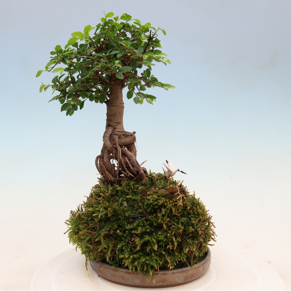 Kokedama met schaal – Ulmus parvifolia – kleinbladige iep