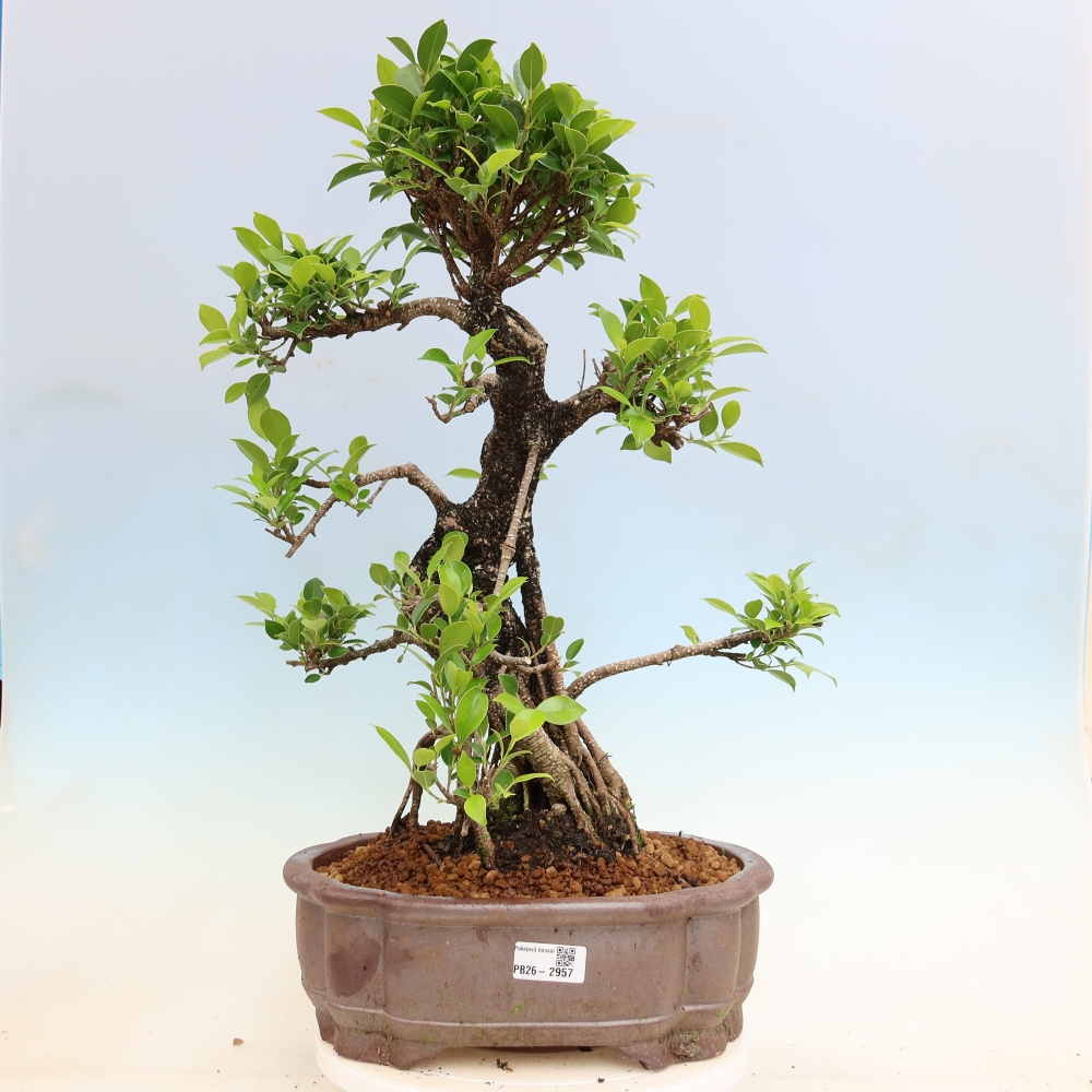 Kamerbonsai - Ficus kimmen - kleinbladige ficus