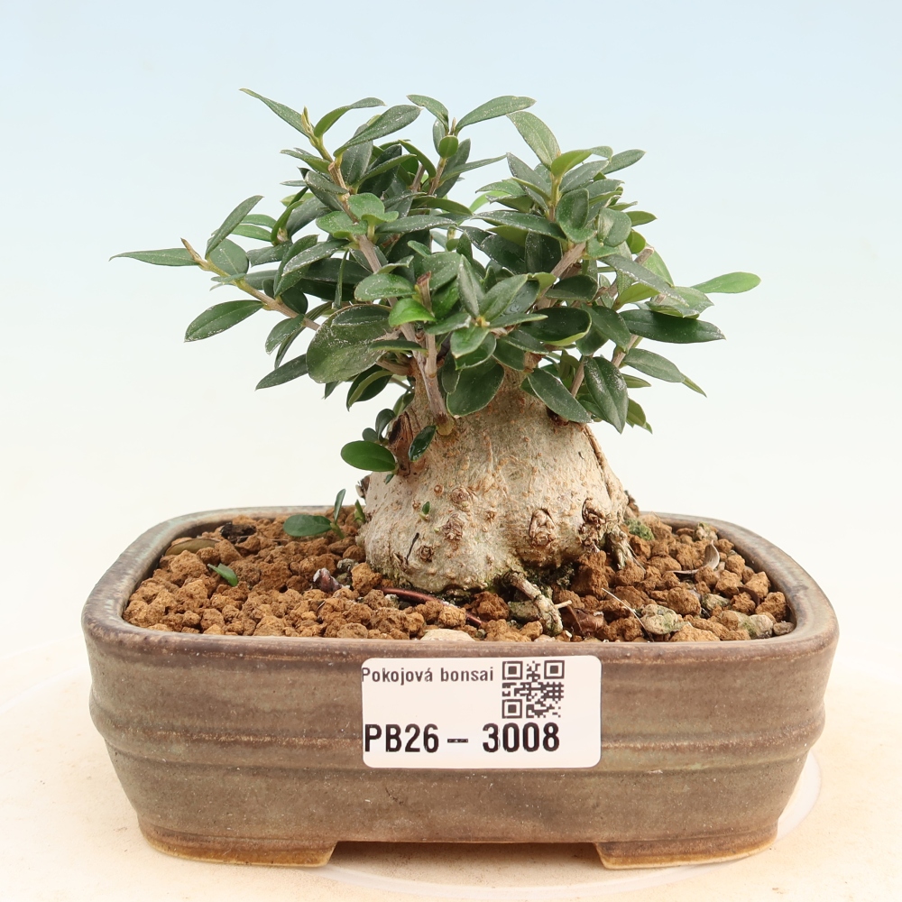 Bonsai voor binnen - Olea europaea sylvestris