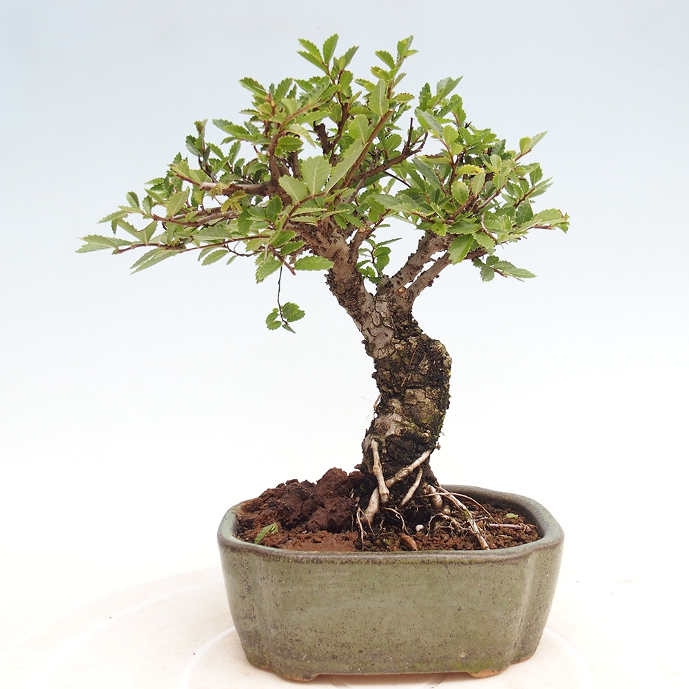 Bonsai voor buiten - Zelkova - Zelkova NIRE