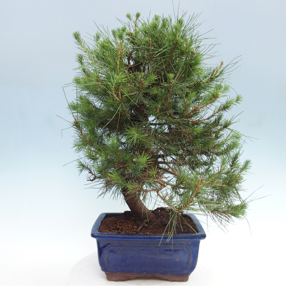 Kamerbonsai-Pinus halepensis-Pine van Aleppo