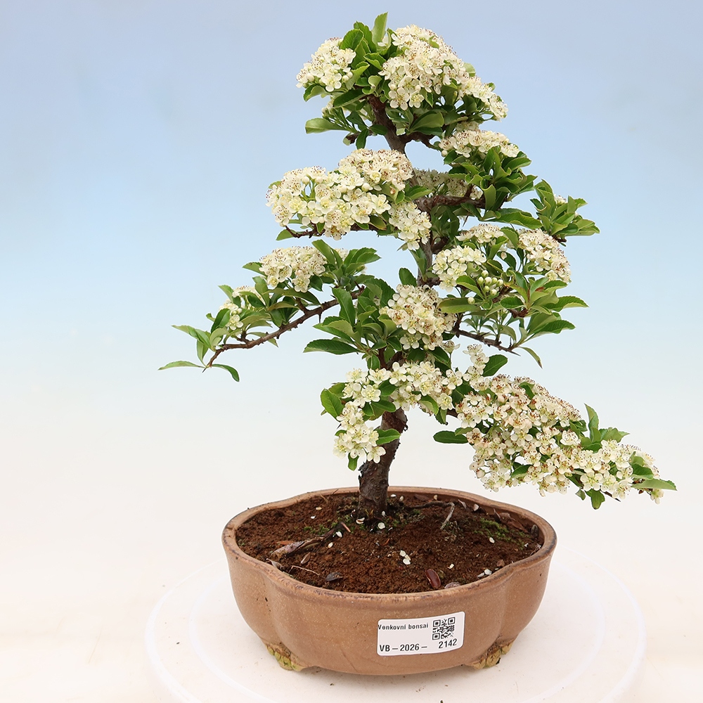 Buitenbonsai - Pyracantha teton - Vuurdoorn